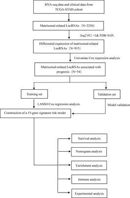 A Novel Matrisomal-Related LncRNA Signature Associated With Survival Outcome and Immune Evasion in Patients With Gastric Cancer